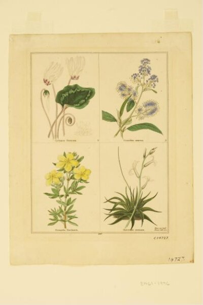 Unknown, Print