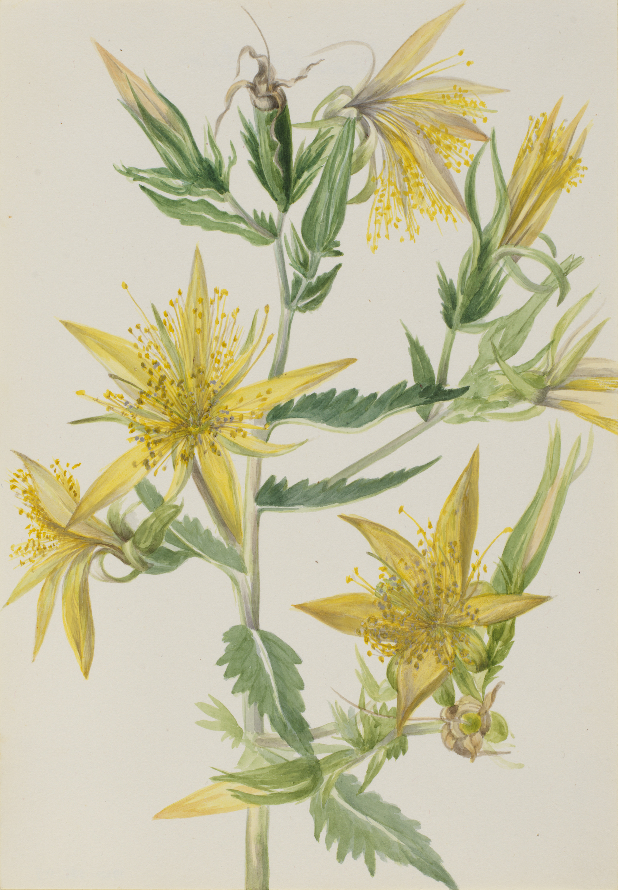 Mary Vaux Walcott, Blazing Star (Mentzelia laevicaulis)