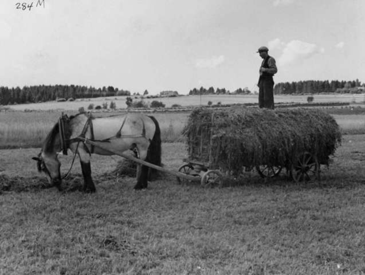 Anders Beer Wilse, -8025