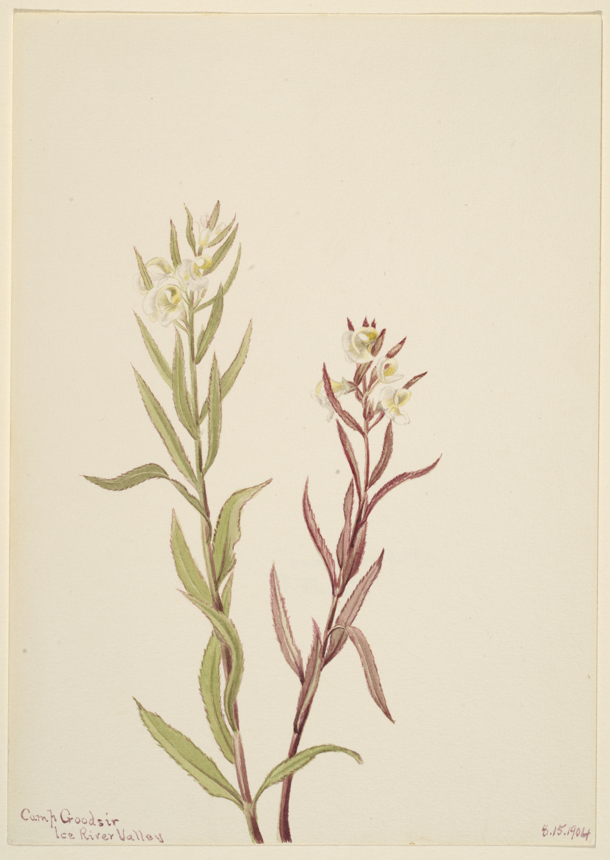 Mary Vaux Walcott, Pedicularis raremosa