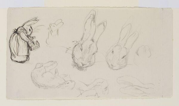Potter, Beatrix, drawing