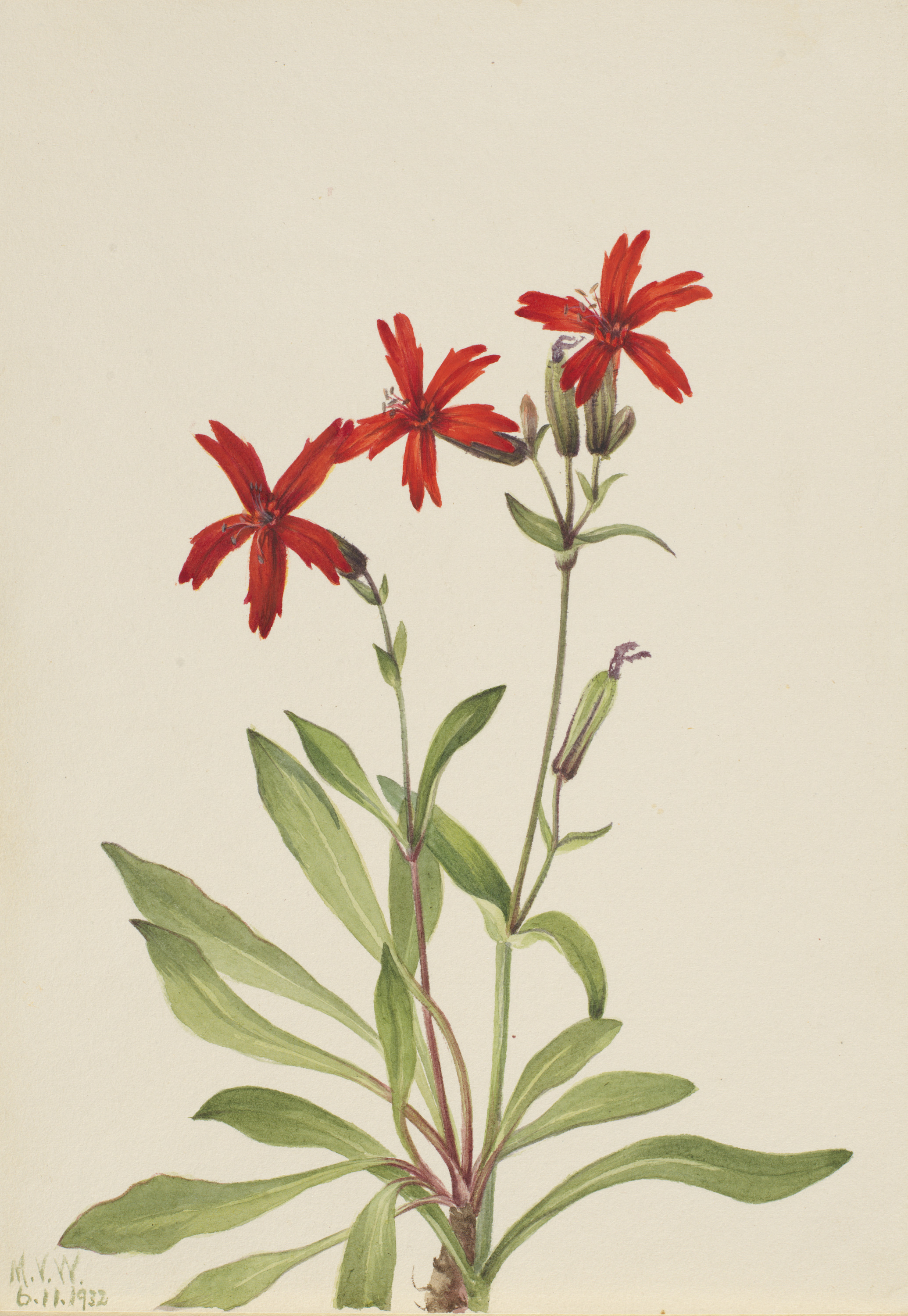 Mary Vaux Walcott, Fire Pink (Silene virginica)