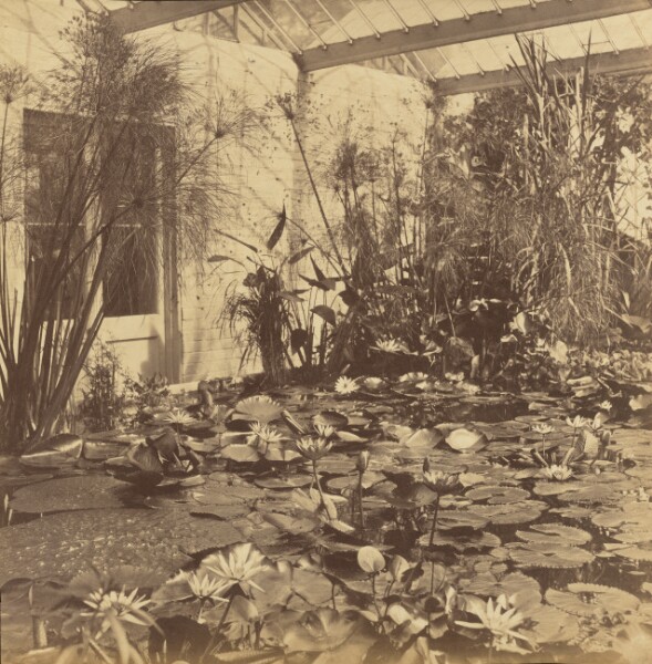 Roger Fenton, Lily House, Botanic Garden, Oxford
