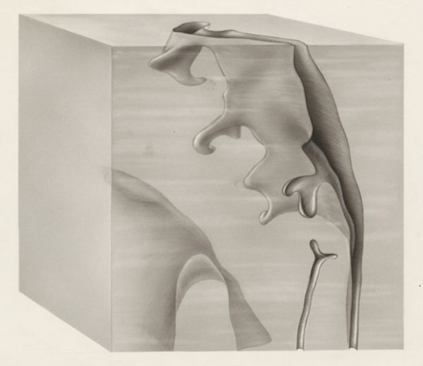 J Tinkelenberg, Specimen of the embryological head