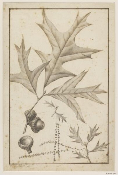 unknown, Drawing