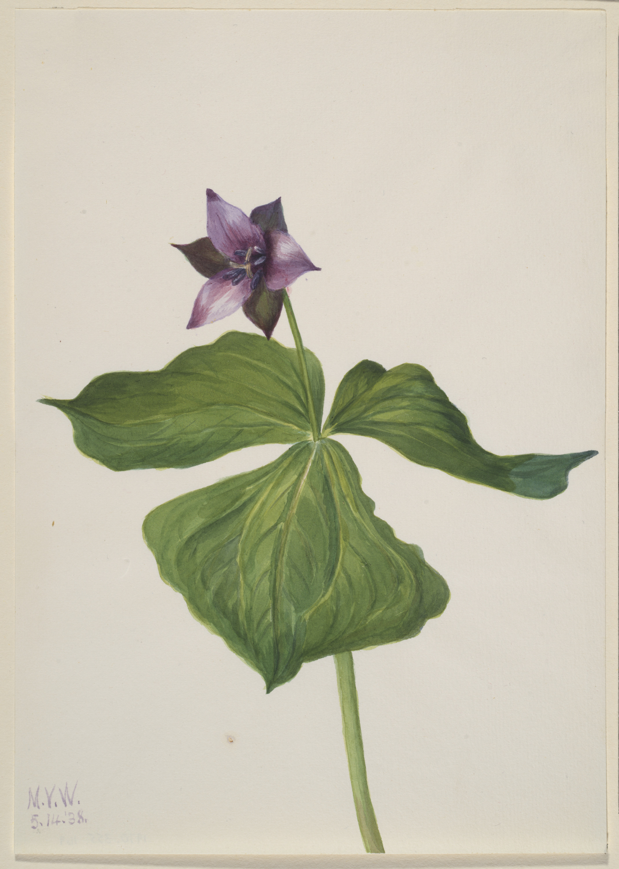 Mary Vaux Walcott, Trillium erectum