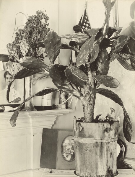 Walker Evans, The Cactus Plant/[Interior Detail of a Portuguese House, Truro, Massachusetts]