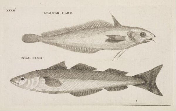 Unknown, LESSER HAKE.