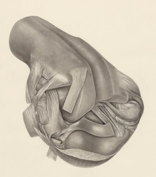 H.G Wetselaar, Muscular tissue on a joint