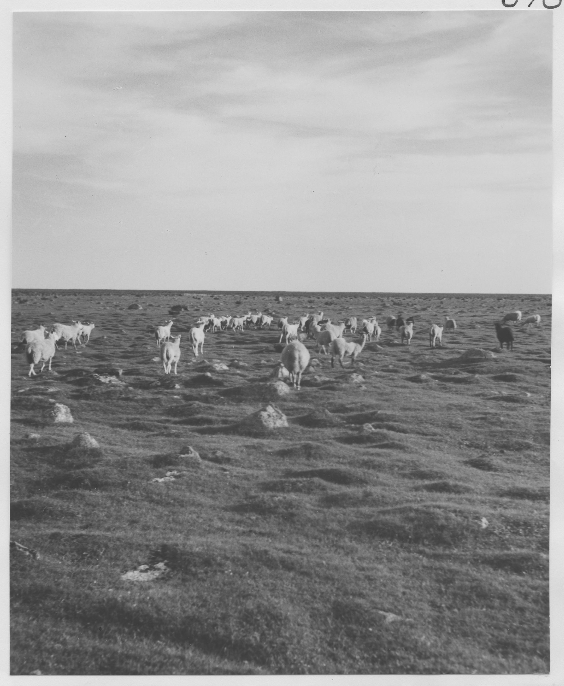 Mårten Sjöbeck, Kalkstad, fårbete