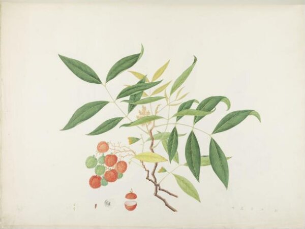 unknown, Flowers and Fruits
