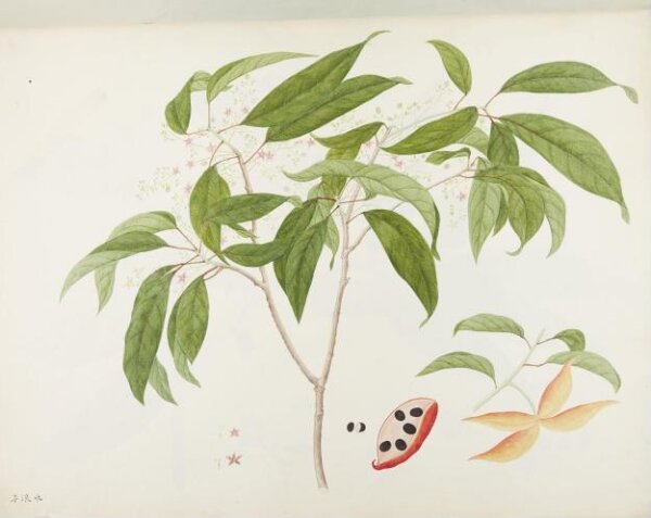 unknown, Flowers and Fruits