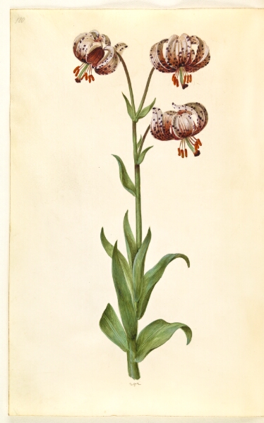 Hans Simon Holtzbecker, Lilium martagon (krans-lilje)