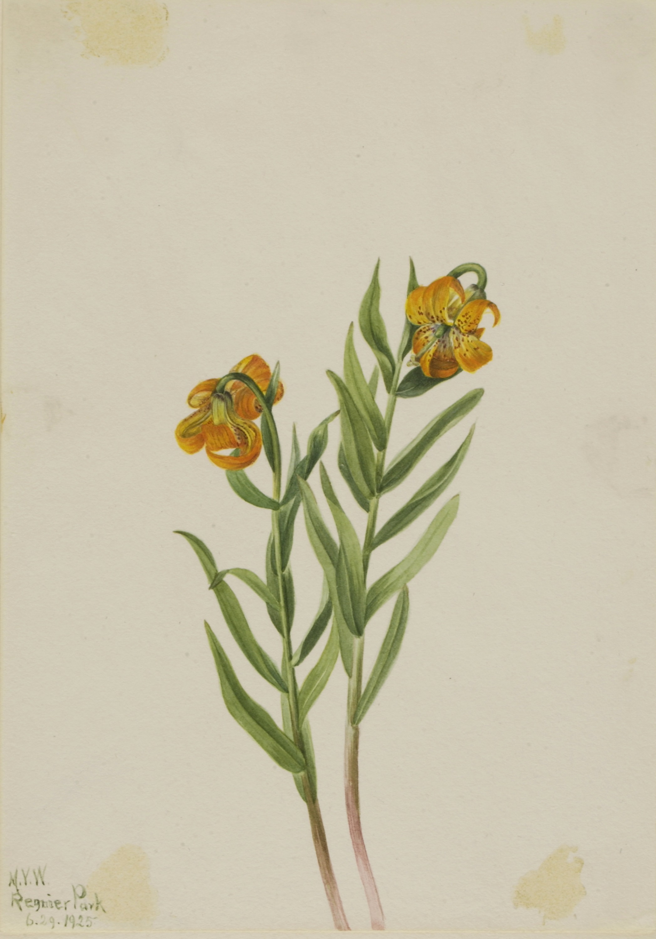 Mary Vaux Walcott, Columbia Lily (Lilium columbianum)