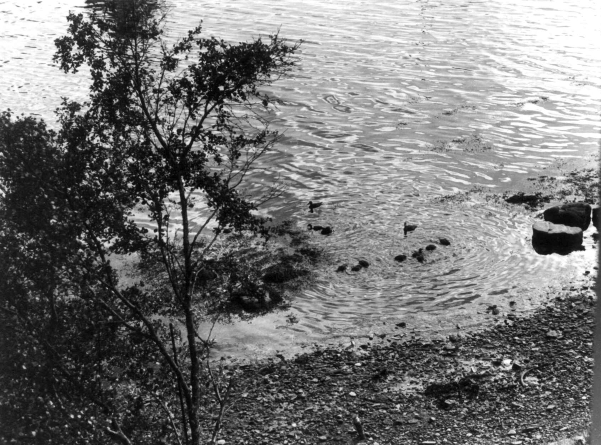 Anna Grostøl, Ærfugl i strandkanten. Lyngen, Troms 1947.