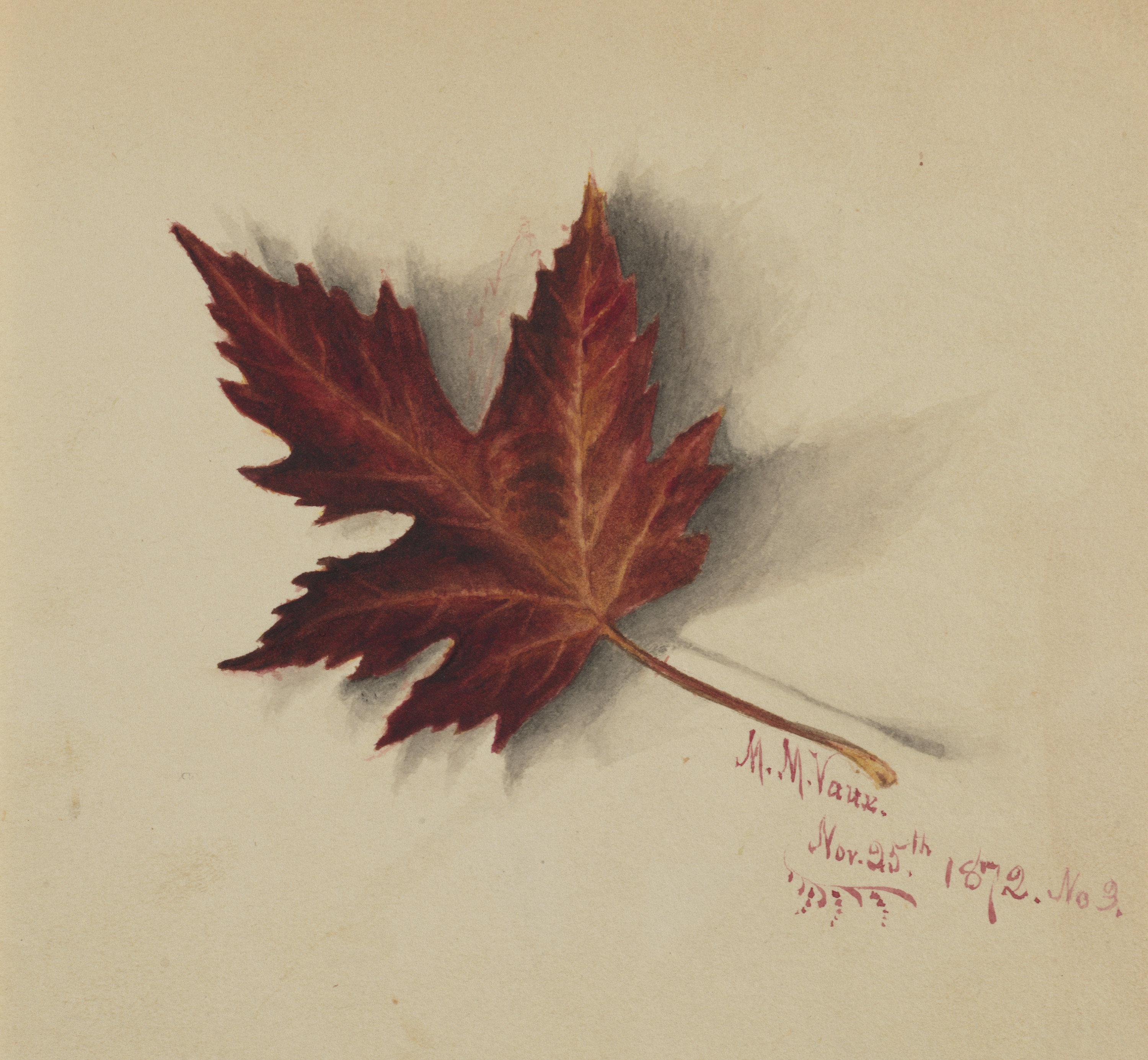 Mary Vaux Walcott, Untitled (Autumn Leaf)