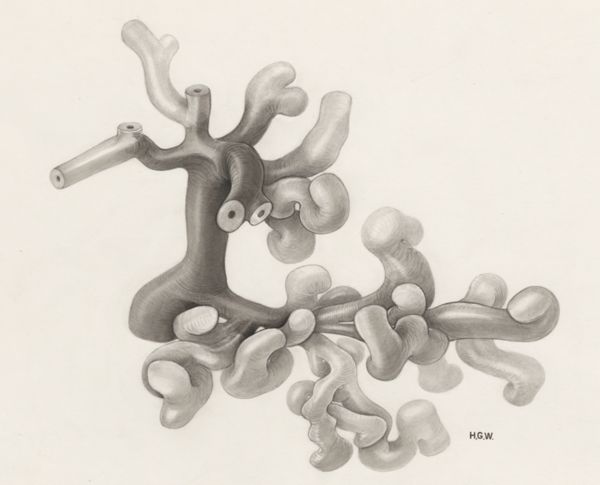 H.G Wetselaar, Circulatory system