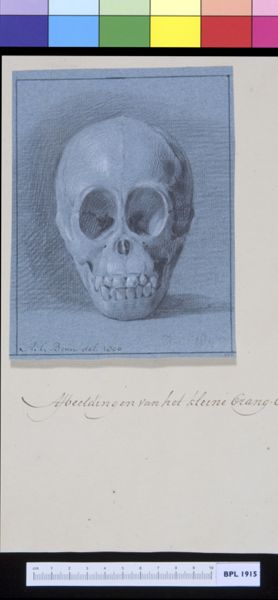 A Bonn, Animals: ape, skull