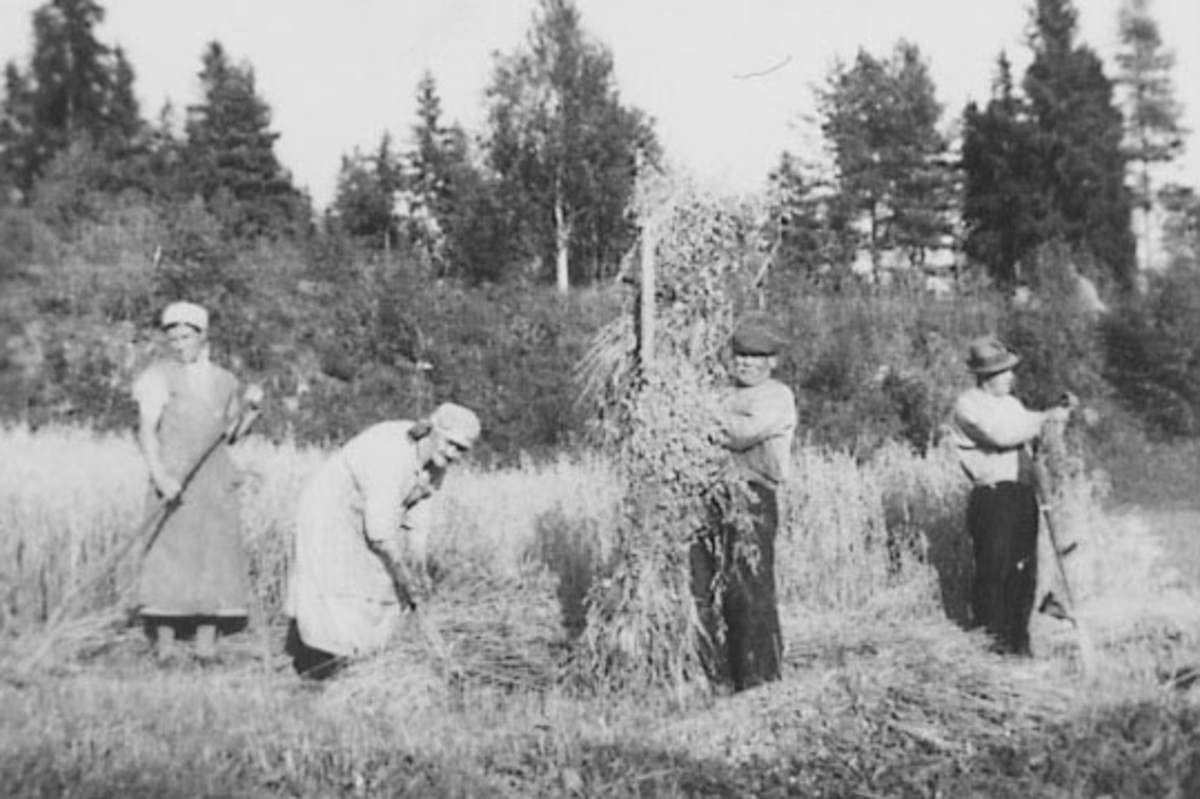 Anno Domkirkeodden, SKURONN, LAURA HAUG RAKER, LINA ANDERSEN BINDER KORNBAND, PETTER ANDERSEN SETTER PÅ KORNSTAUR, JENS PETTERSEN MED LJÅ, BEKKEN, ÅSBYGDA.