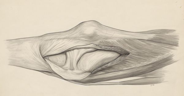 J Wetselaar-Whittaker, Knee joint