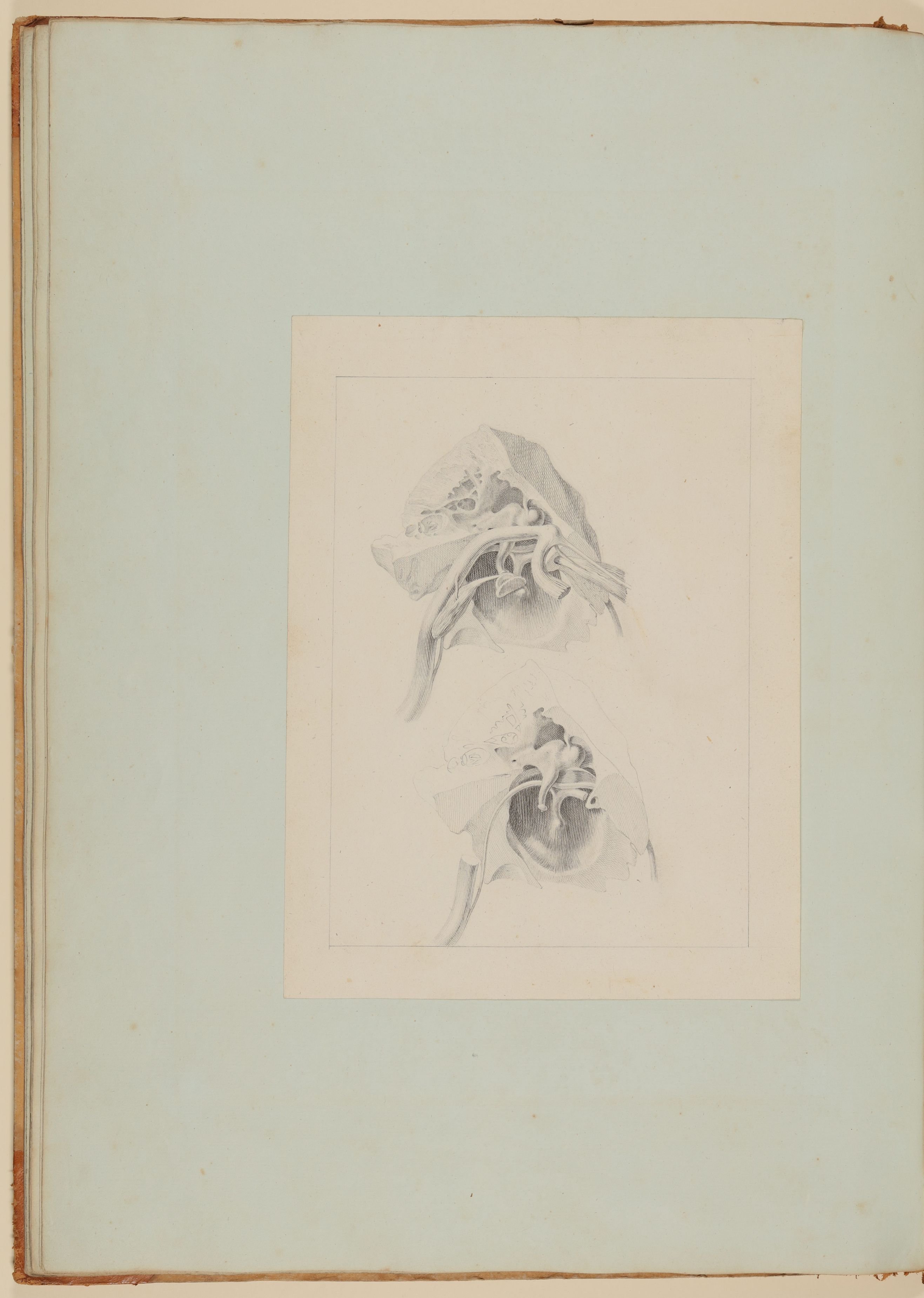Christian Koeck, Bestandteile des menschlichen Hörorganes: das Trommelfell [Vorzeichnung zu Samuel Thomas Soemmerring, Abbildungen des menschlichen Hörorganes, Frankfurt am Main 1806, Tafel II ("schattierte" Darstellung), Fig. XX, XXI]