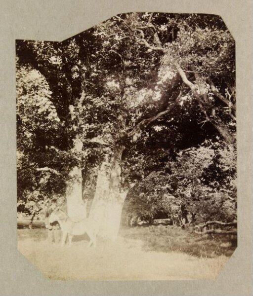 Clementina, Lady Hawarden, Photograph