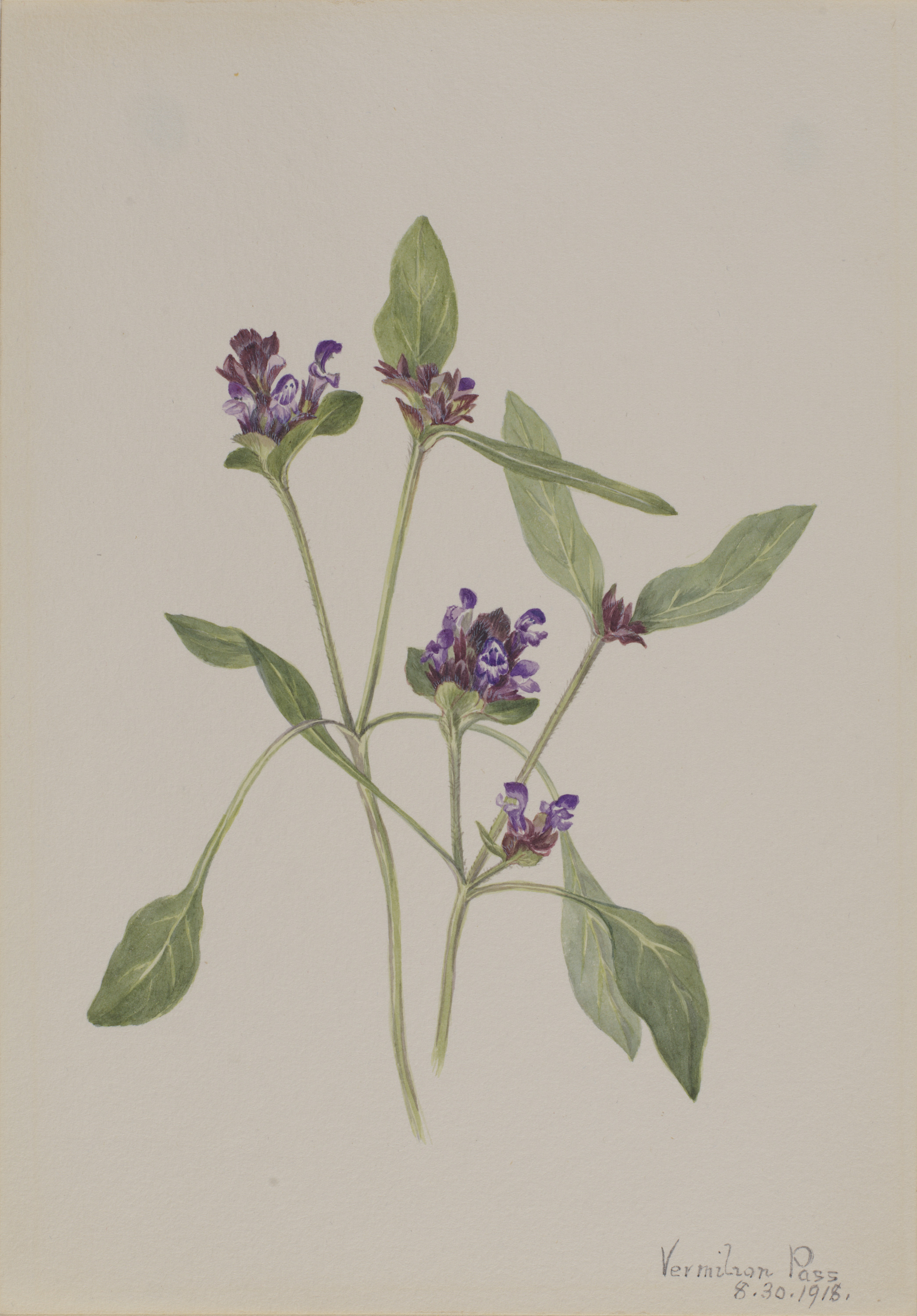Mary Vaux Walcott, Self-Heal (Prunella vulgaris)