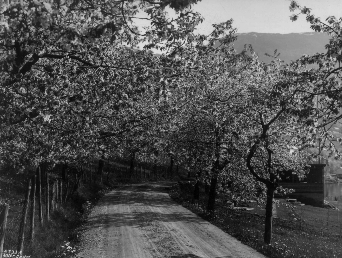 Anders Beer Wilse, Wilse original, Fruktblomstring