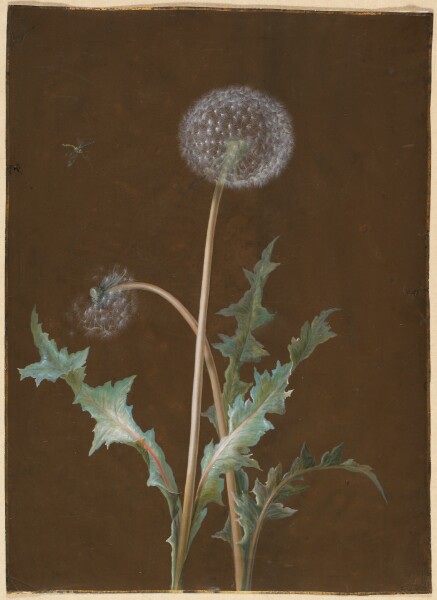 Barbara Regina Dietzsch, Dandelion