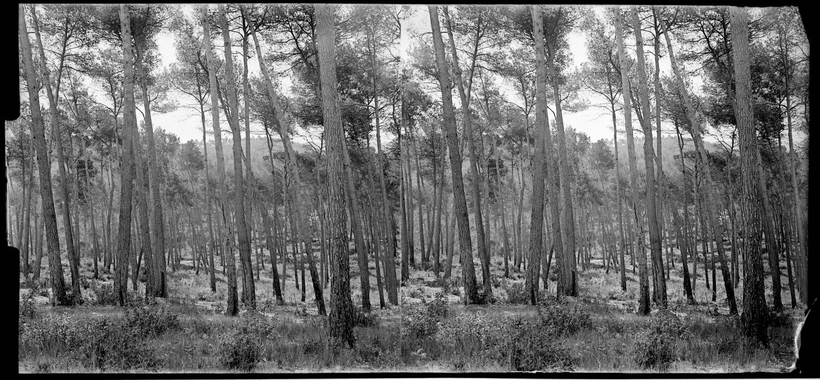 Desconegut, [Forest in Vallvidrera]