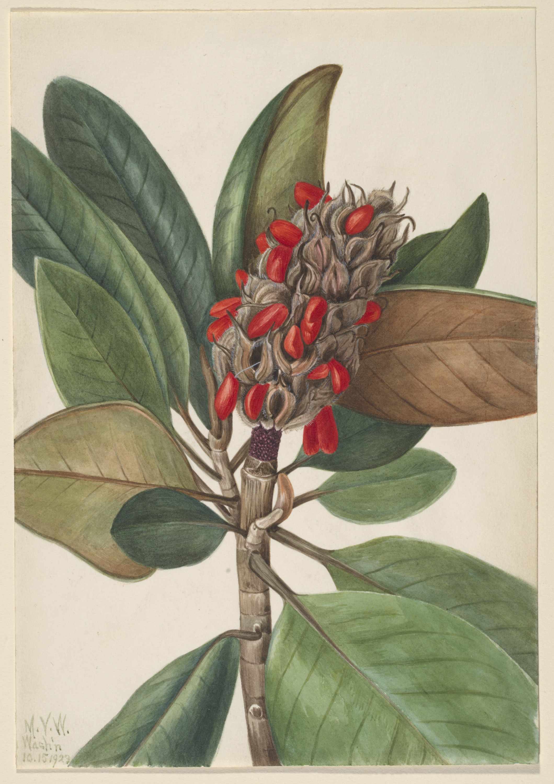 Mary Vaux Walcott, Southern Magnolia (Magnolia grandiflora)