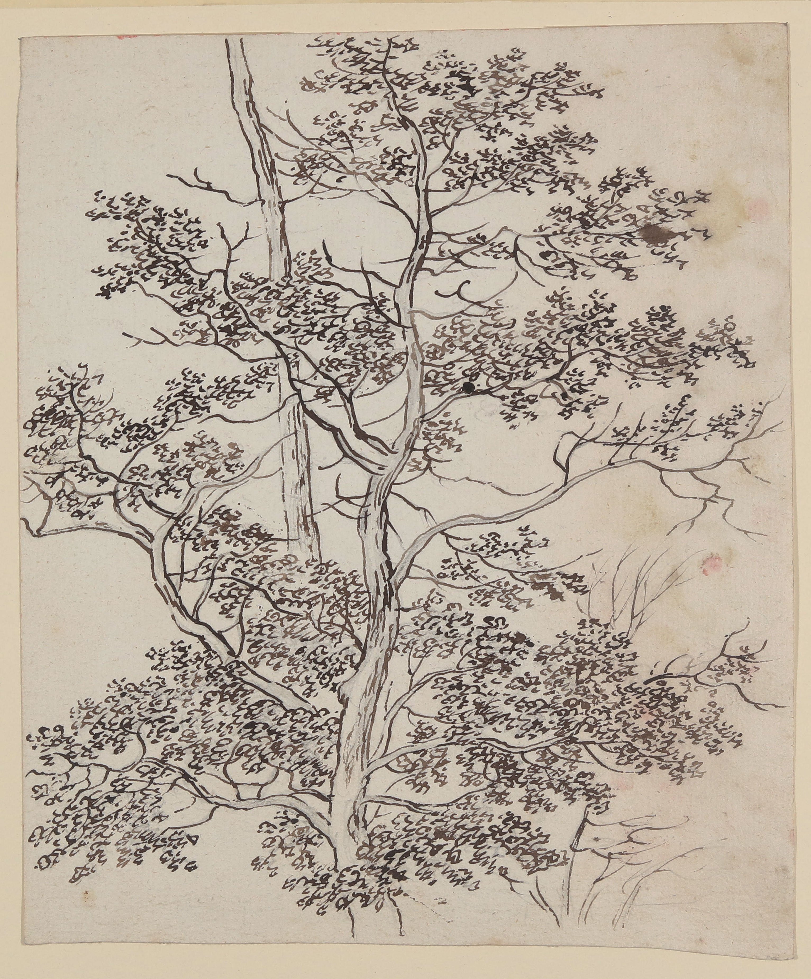 Bettine von Arnim, Baumkrone
