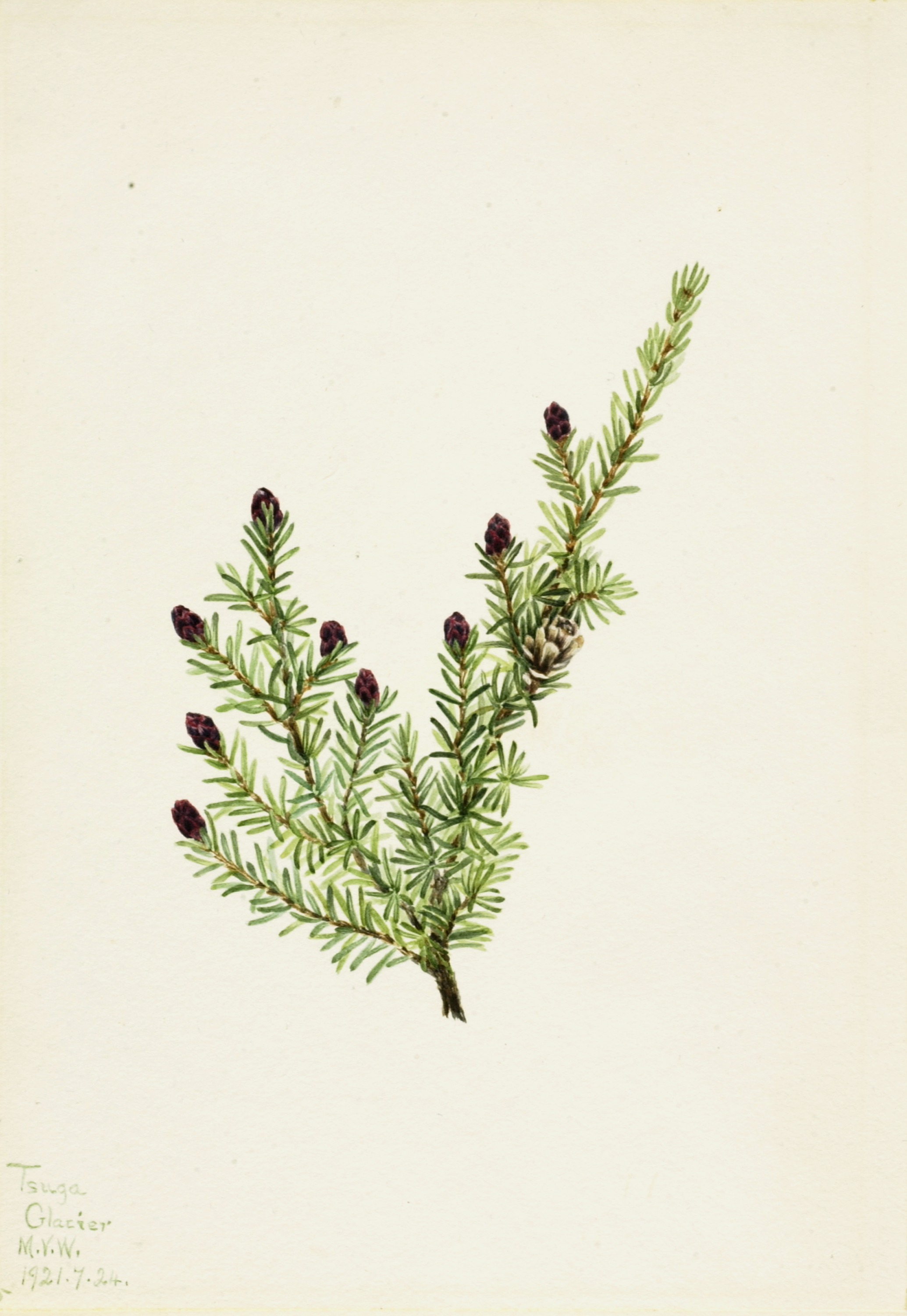 Mary Vaux Walcott, Western Hemlock (Tsuga heterophylla)