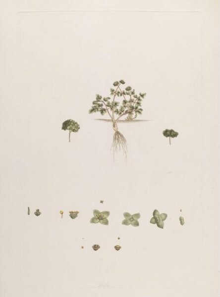 John Miller, Print