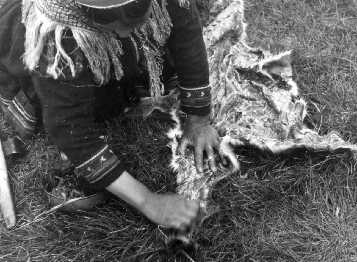 Anna Grostøl, Skinnberedning. En kvinne bearbeider skinn. Olderdalen, Kåfjord, Troms 1947.