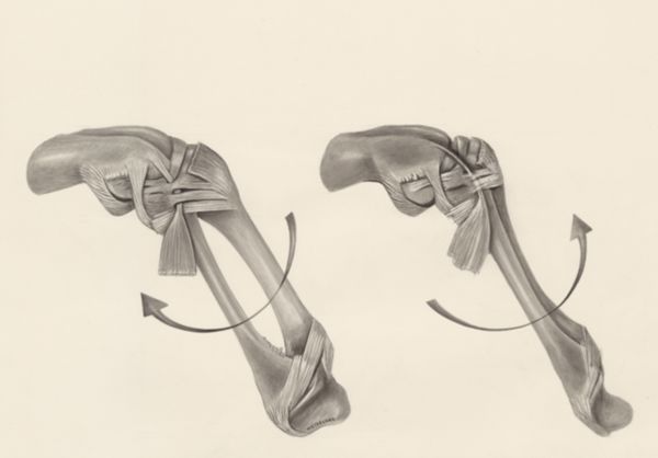 H.G Wetselaar, Muscular tissue of a lizards leg, seen from two sides