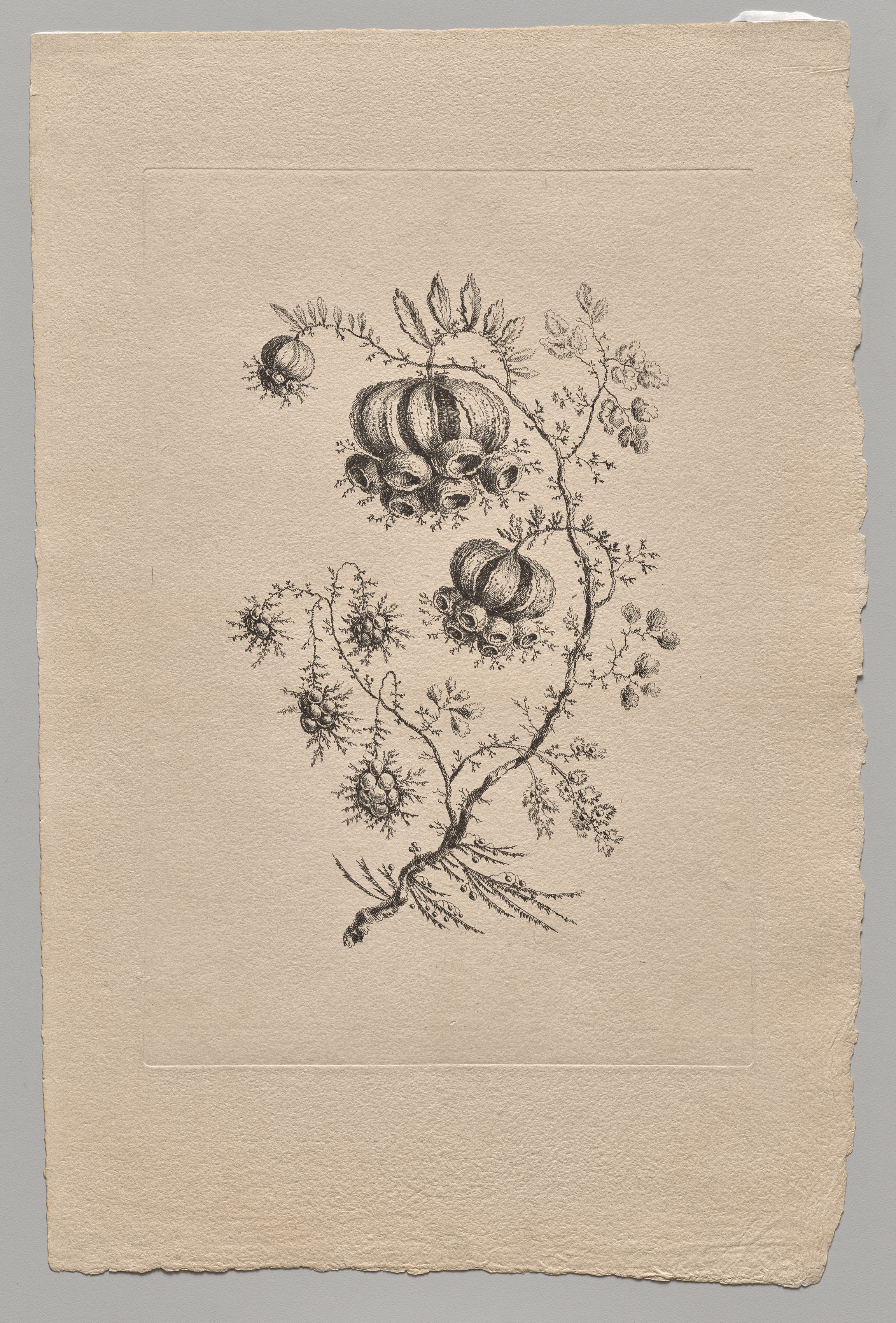 Jean Baptiste Pillement, Persian Flowers