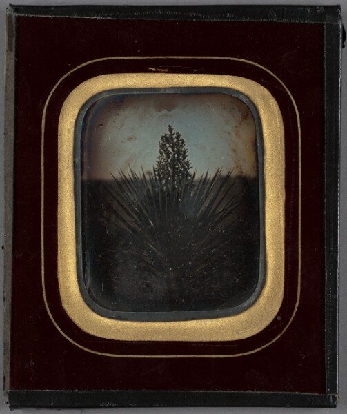 Unknown, [Dr. G. Howlitt's Garden]