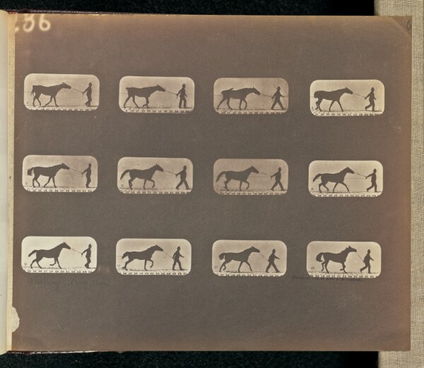 Eadweard J. Muybridge, Walking - Irregular