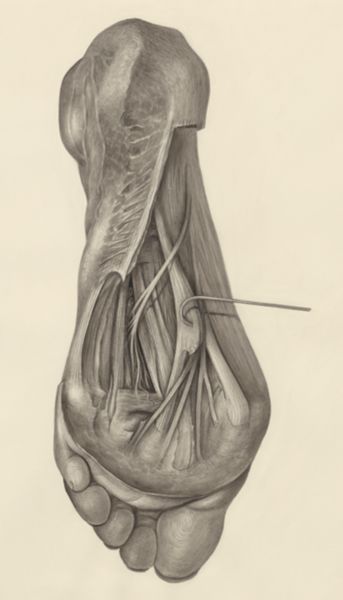 H.G Wetselaar, Muscular tissue of the foot