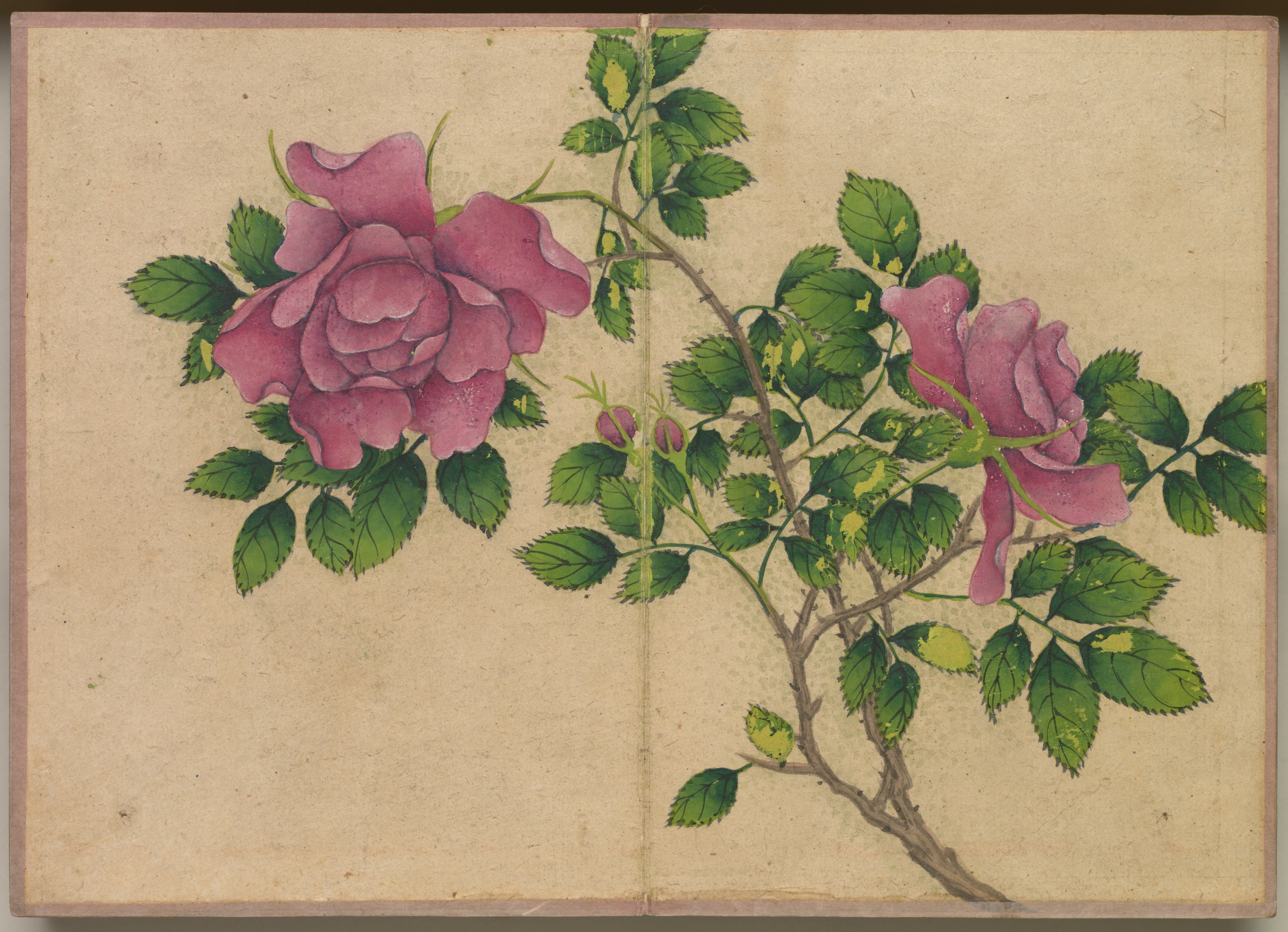 Zhang Ruoai, Desk Album: Flower and Bird Paintings (Rose)