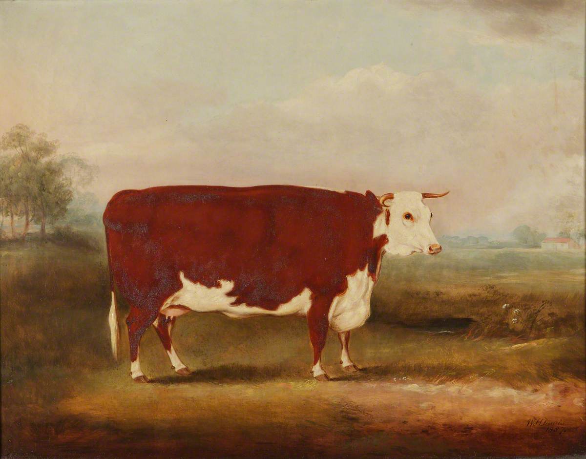 William Henry Davis, Hereford Cow