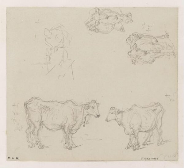 George Chinnery, Four drawings of cows