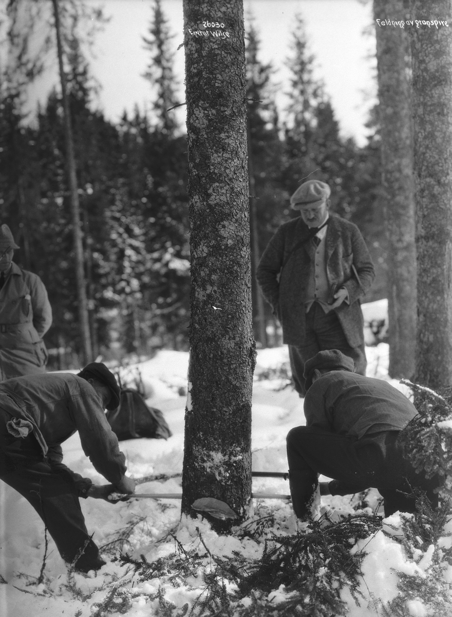 Anders Beer Wilse, Prot: Skogen - Træet fældes