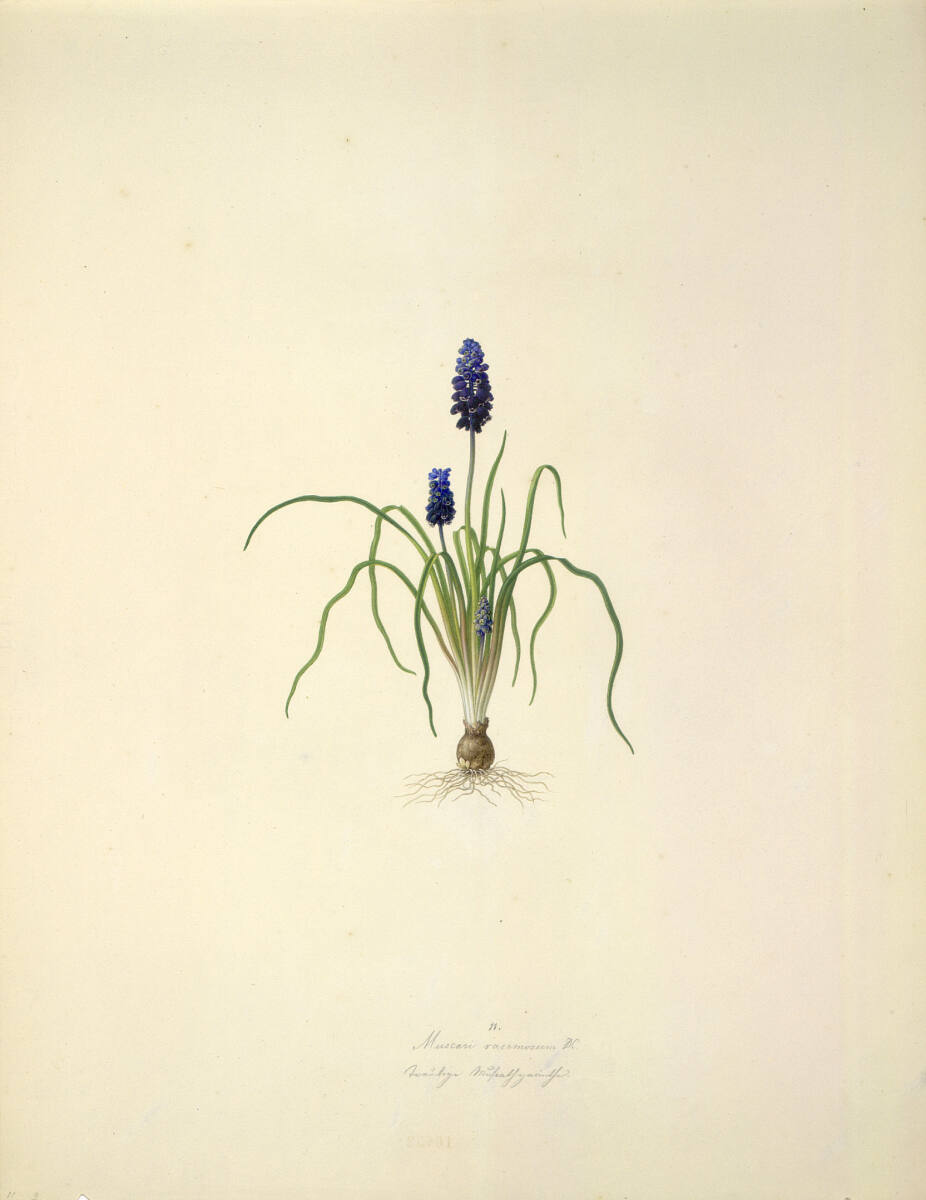 AugustRokert, Muscari racemosum DC - Traubenhyazinthe