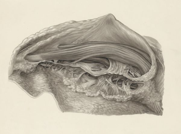J Tinkelenberg, Muscular tissue of the hand or fingers