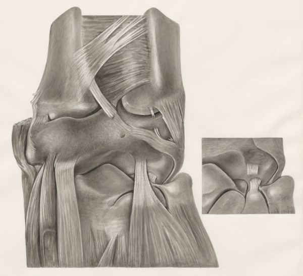 H.G Wetselaar, Muscular tissue