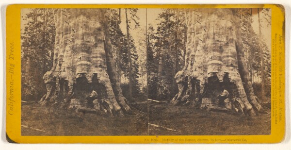 John P. Soule, Mother of the Forest, circum. 78 feet. - Calaveras Co.