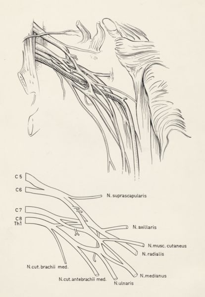 J Tinkelenberg, Schematic representation of the peripheral nervous system