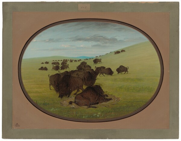 George Catlin, A Buffalo Wallow